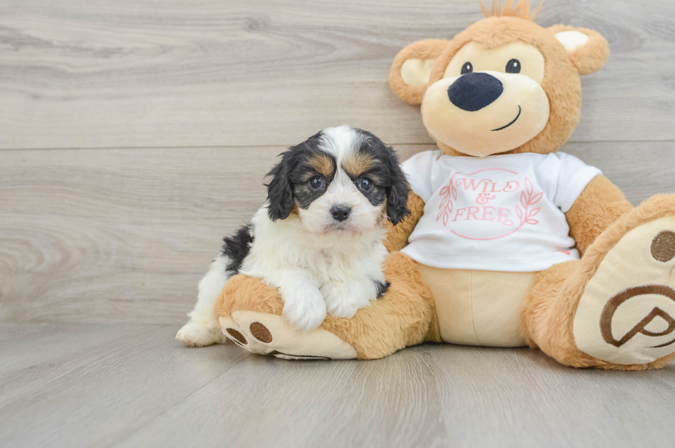 5 week old Cavapoo Puppy For Sale - Florida Fur Babies