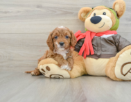 8 week old Cavapoo Puppy For Sale - Florida Fur Babies