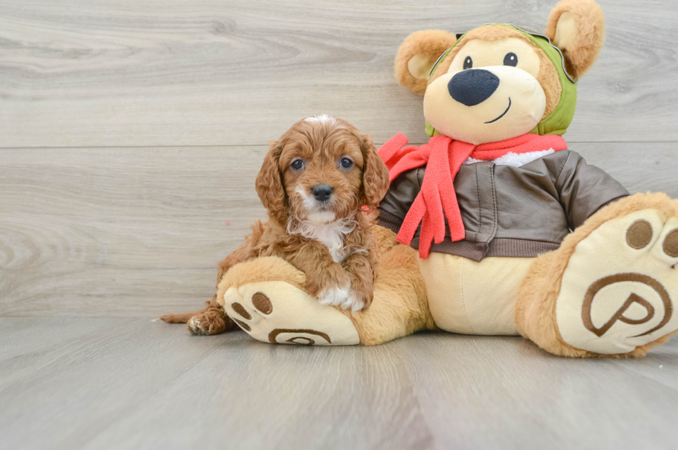 6 week old Cavapoo Puppy For Sale - Florida Fur Babies