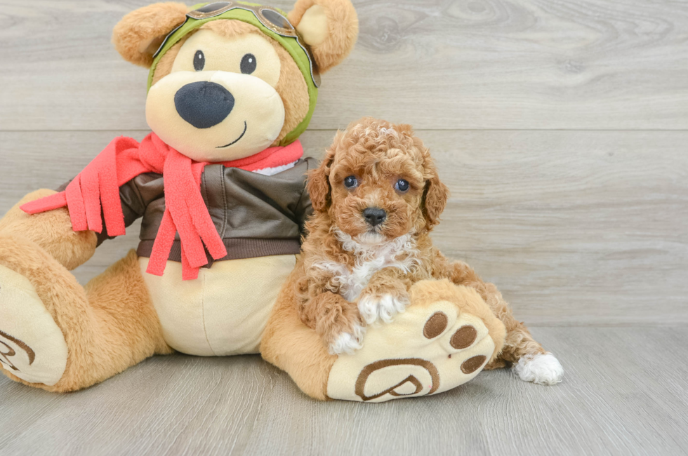 6 week old Cavapoo Puppy For Sale - Florida Fur Babies