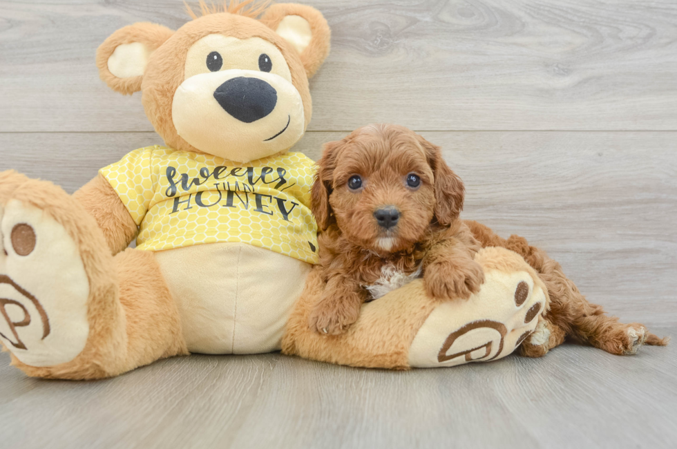 7 week old Cavapoo Puppy For Sale - Florida Fur Babies