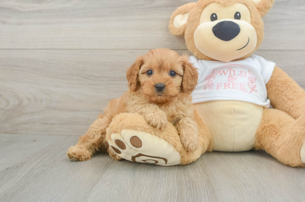 6 week old Cavapoo Puppy For Sale - Florida Fur Babies