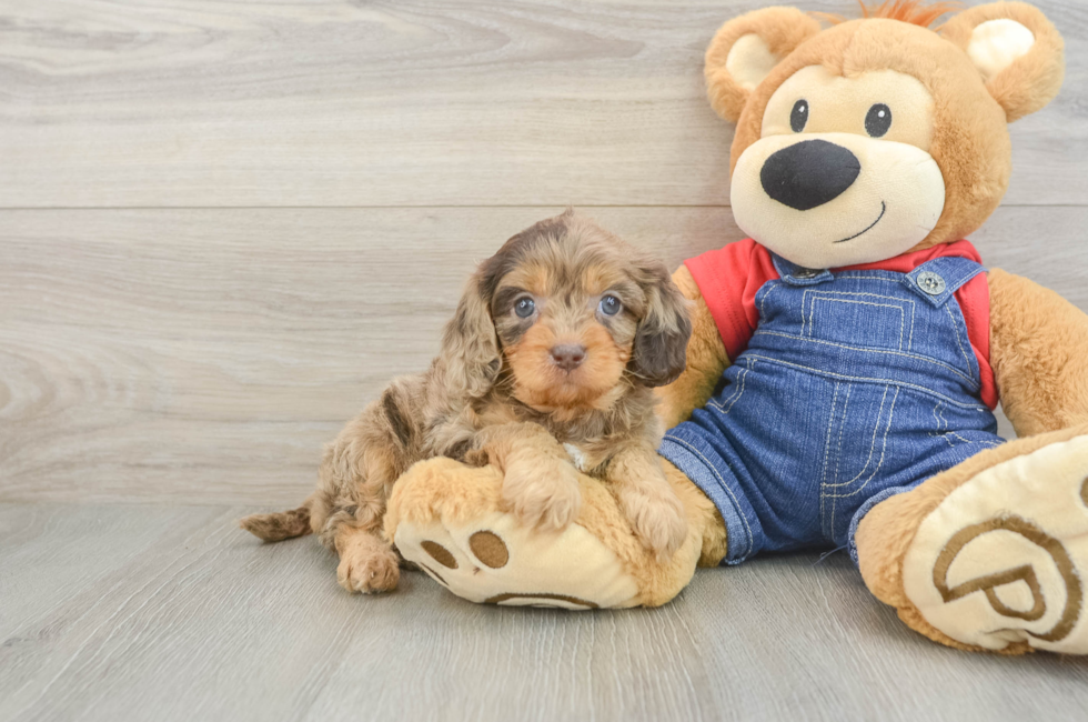 5 week old Cavapoo Puppy For Sale - Florida Fur Babies