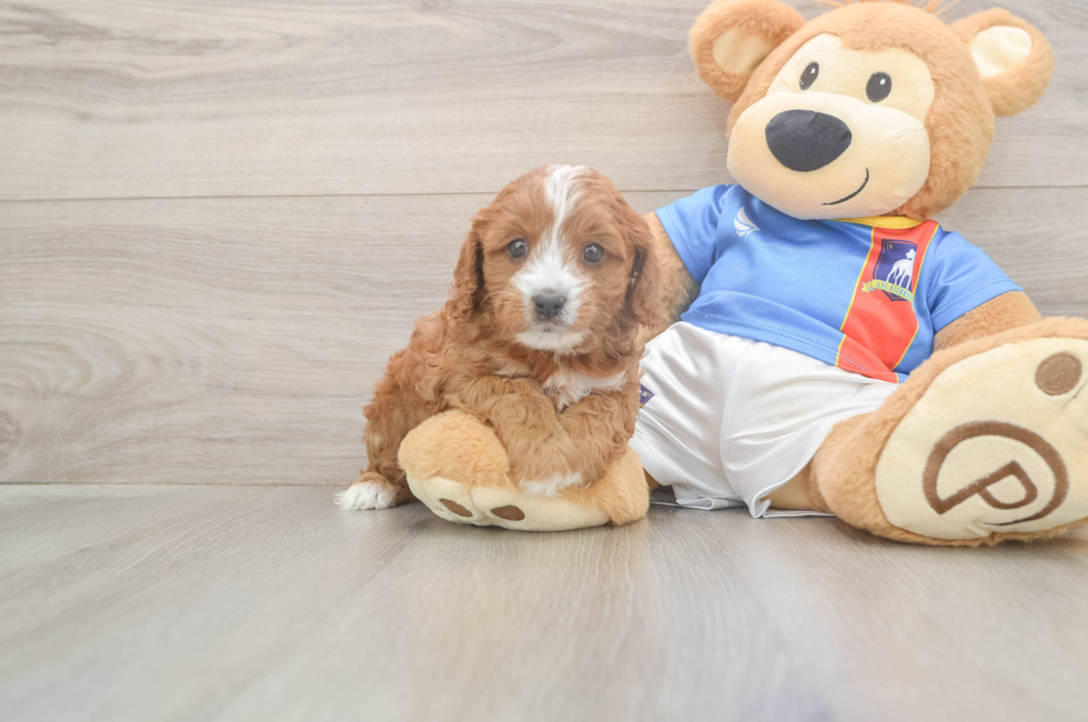 5 week old Cavapoo Puppy For Sale - Florida Fur Babies