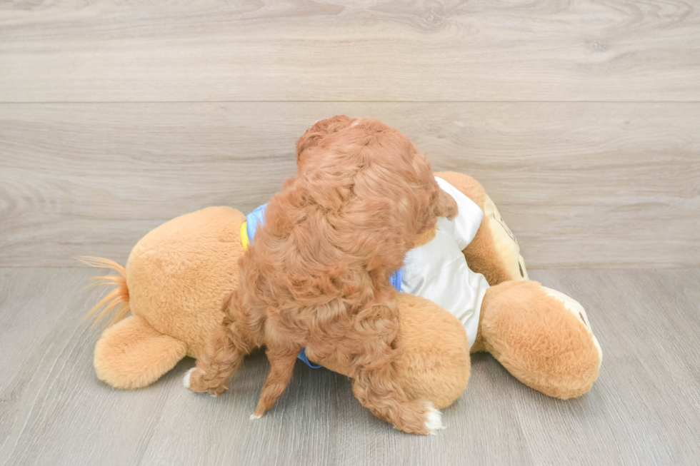 Energetic Cavoodle Poodle Mix Puppy