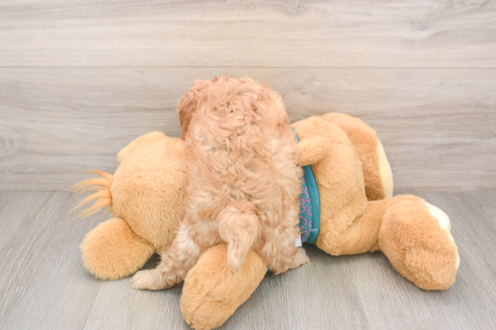 Funny Cavapoo Poodle Mix Pup