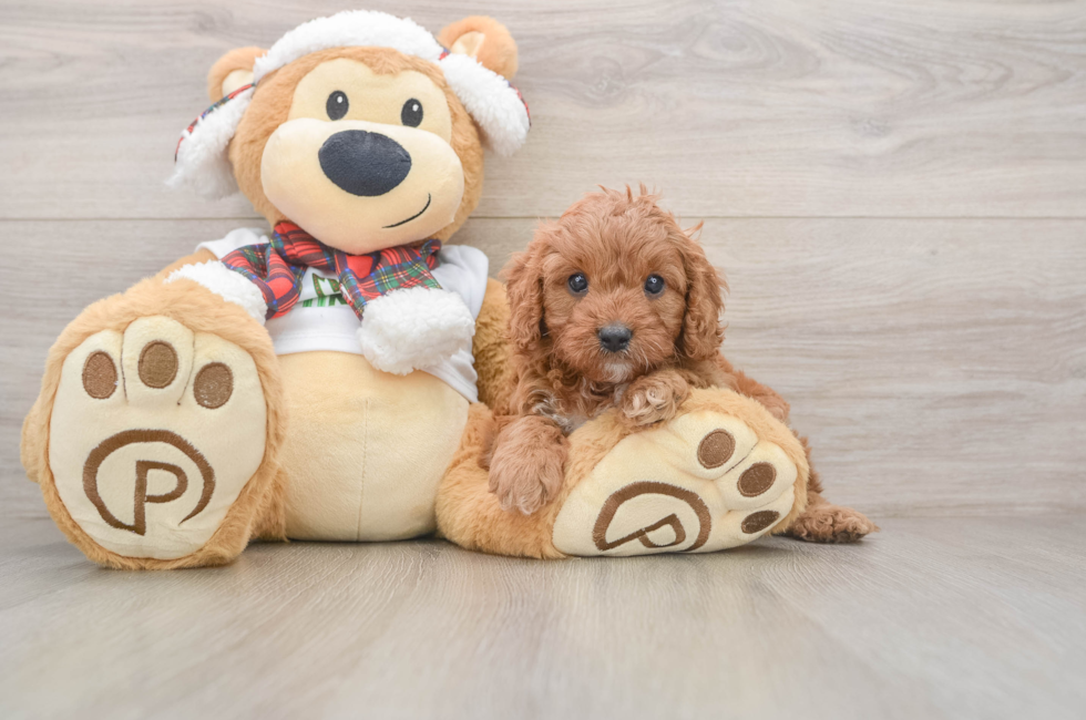5 week old Cavapoo Puppy For Sale - Florida Fur Babies
