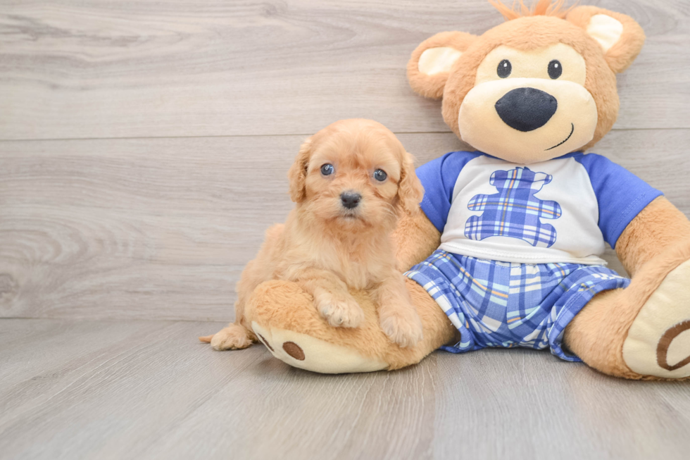 Cavapoo Puppy for Adoption