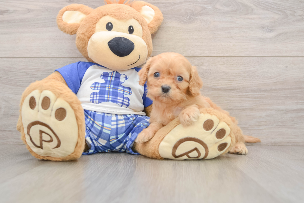 Cavapoo Pup Being Cute
