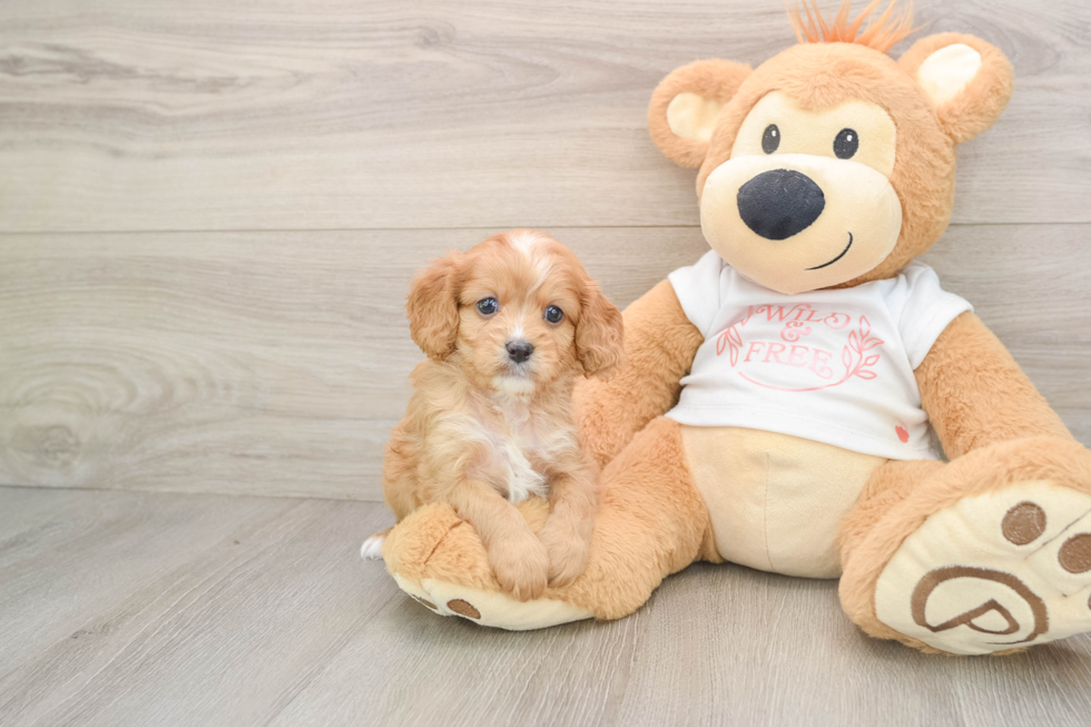 Cavapoo Pup Being Cute