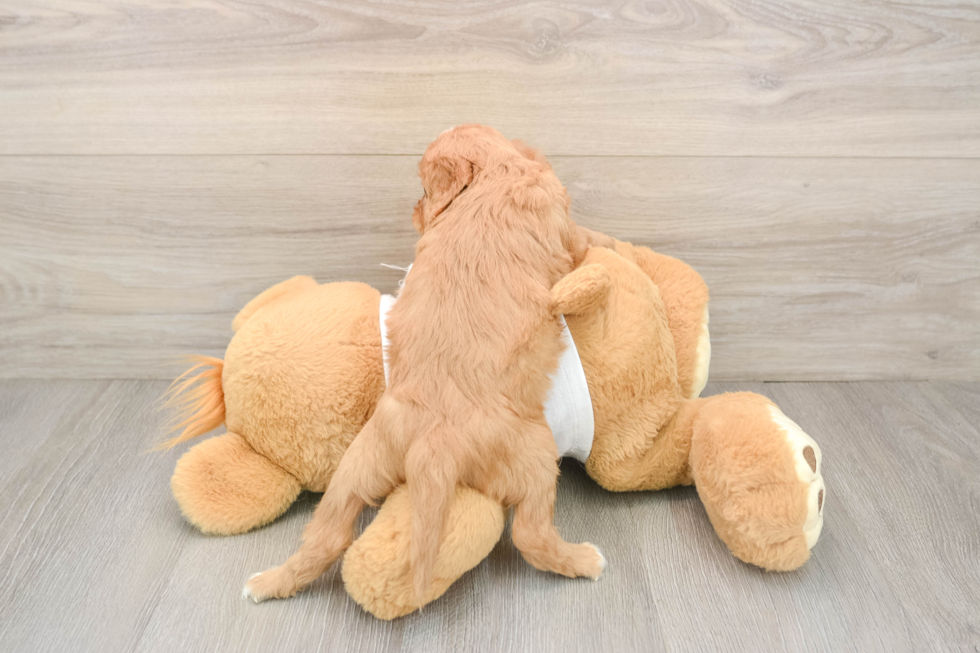 Cavapoo Puppy for Adoption