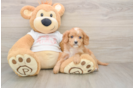 Adorable Cavalier King Charles Spaniel and Poodle Mix Poodle Mix Puppy