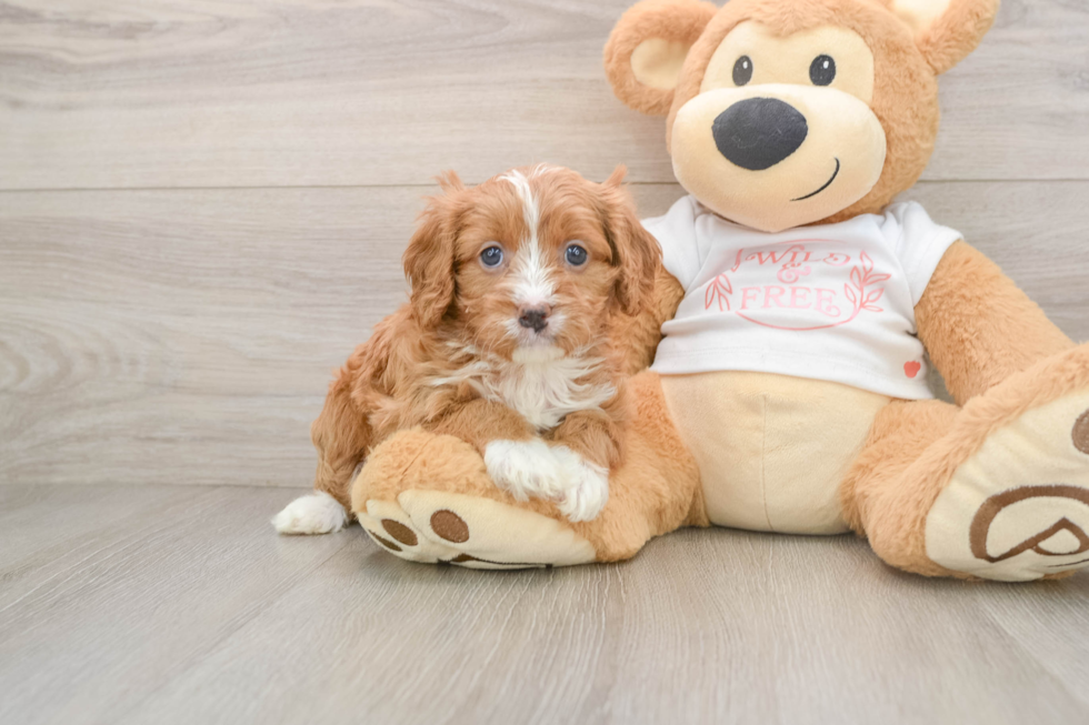 Playful Cavapoodle Poodle Mix Puppy