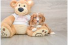 Cavapoo Puppy for Adoption
