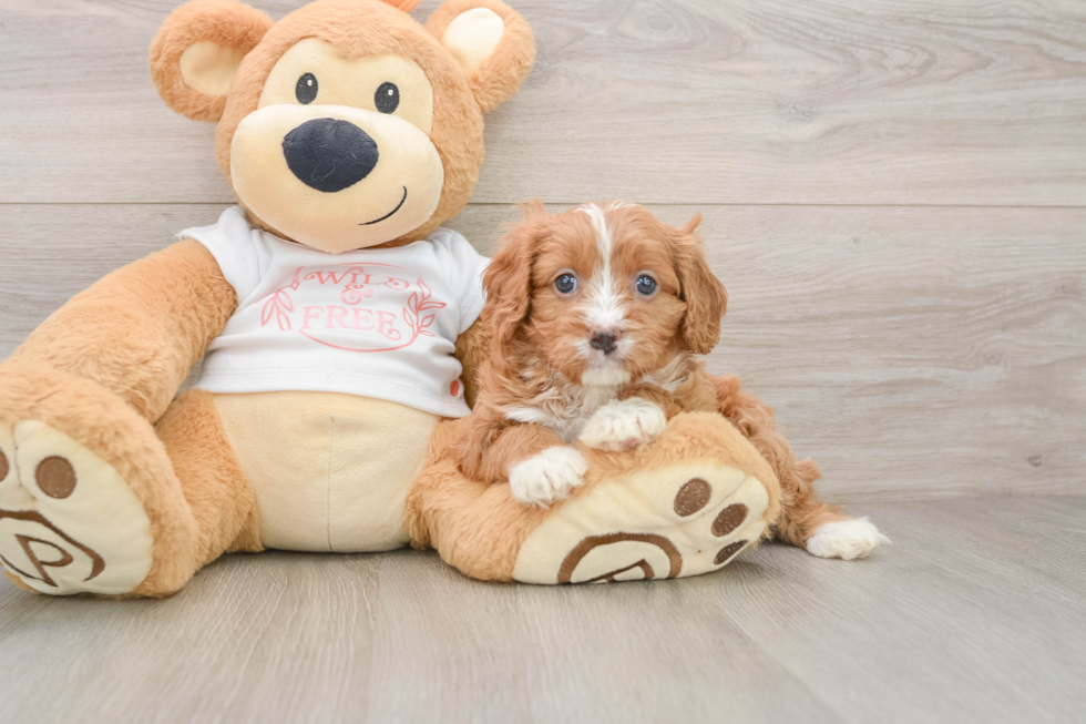 Cavapoo Puppy for Adoption