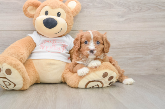 Cavapoo Puppy for Adoption
