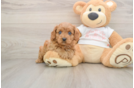 Best Cavapoo Baby