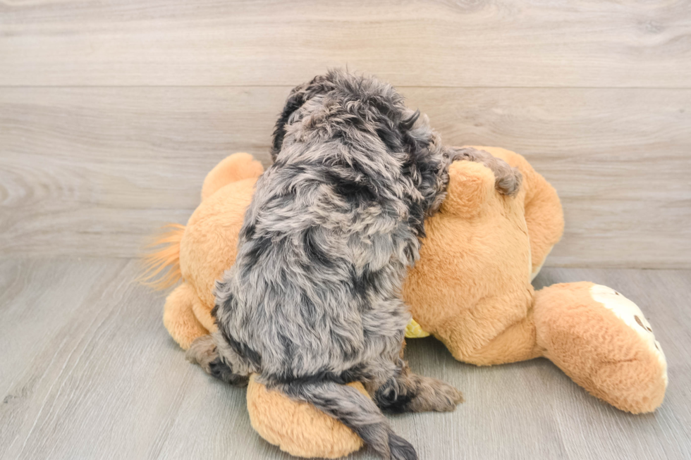 Cavapoo Puppy for Adoption