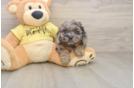 Cavapoo Puppy for Adoption
