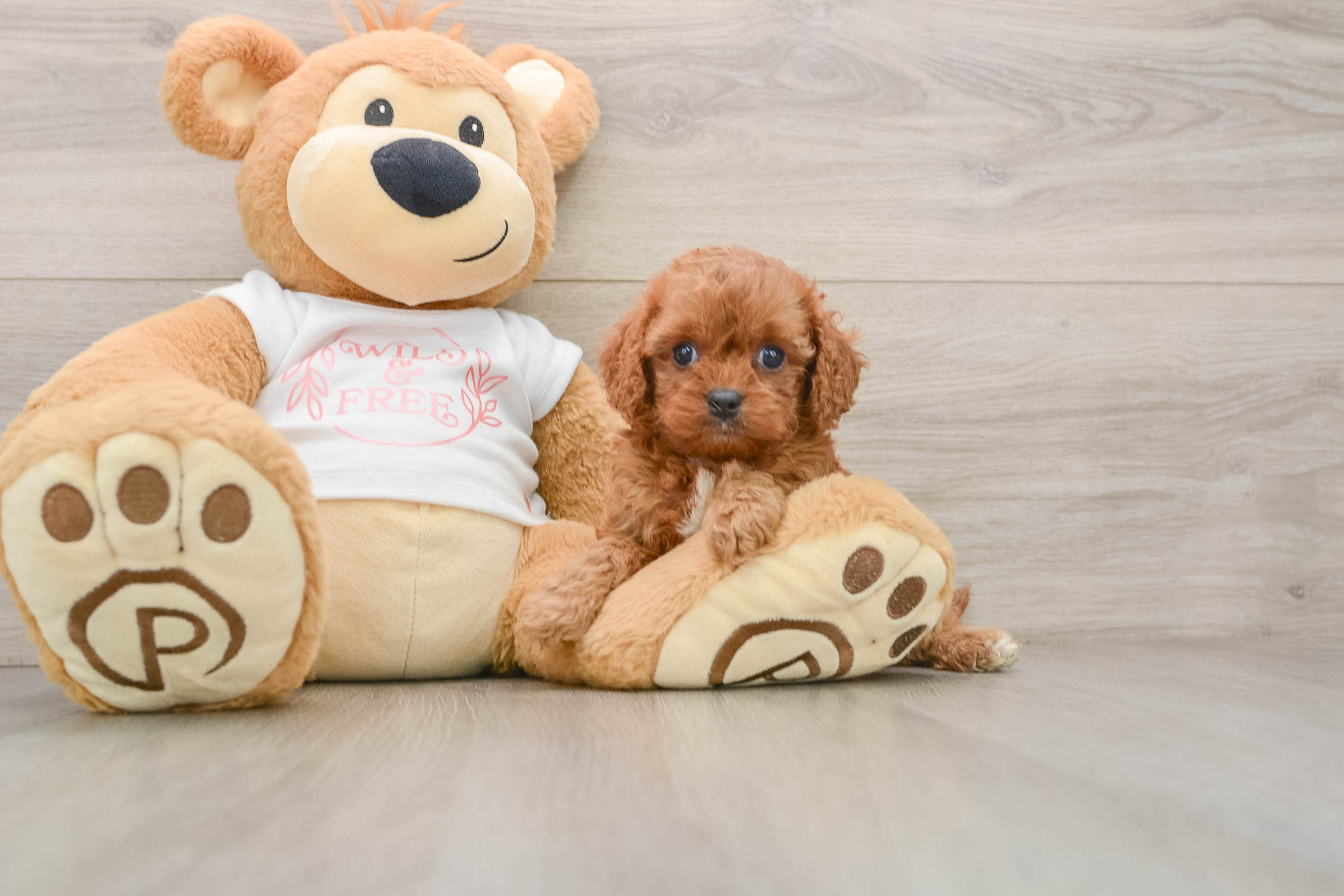 Sweet Cavapoo Baby