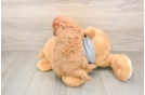 Cute Cavapoo Baby