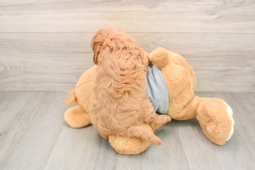 Cute Cavapoo Baby