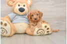 Best Cavapoo Baby