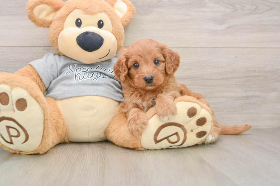 Best Cavapoo Baby