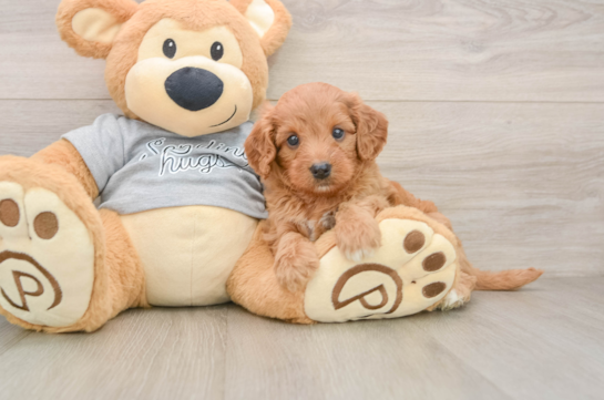 Best Cavapoo Baby