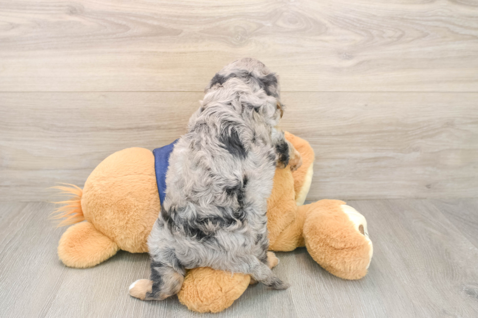 Cavapoo Pup Being Cute