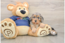 Cavapoo Puppy for Adoption