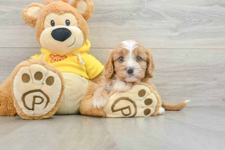 Cavapoo Pup Being Cute