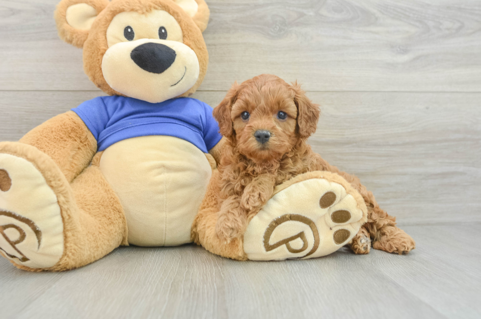 6 week old Cavapoo Puppy For Sale - Florida Fur Babies