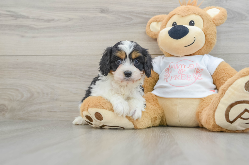 5 week old Cavapoo Puppy For Sale - Florida Fur Babies