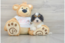 Funny Cavapoo Poodle Mix Pup