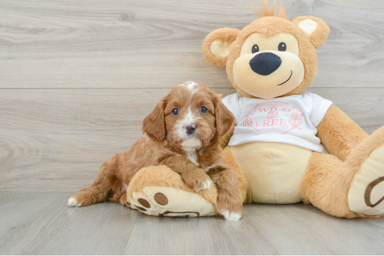 Best Cavapoo Baby