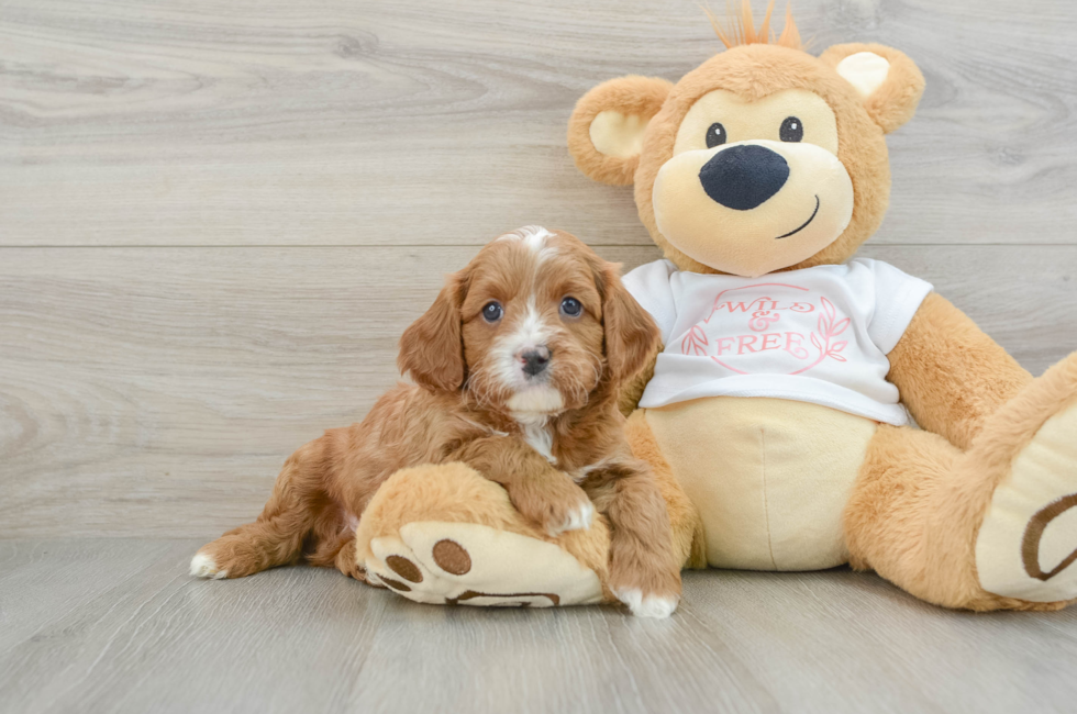 6 week old Cavapoo Puppy For Sale - Florida Fur Babies