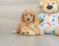 8 week old Cavapoo Puppy For Sale - Florida Fur Babies