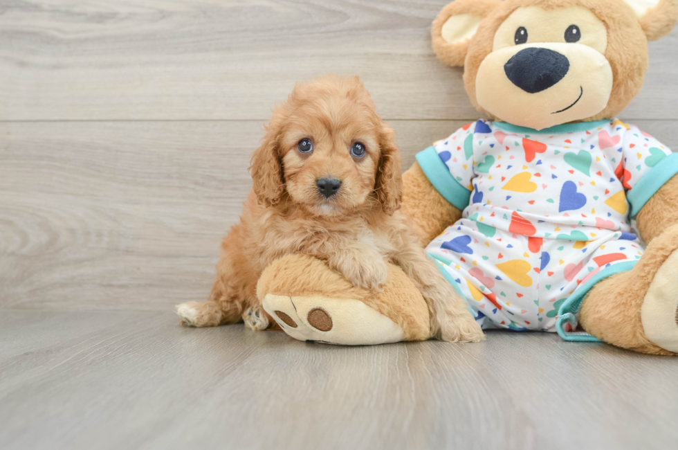 6 week old Cavapoo Puppy For Sale - Florida Fur Babies