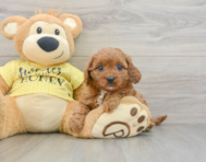 8 week old Cavapoo Puppy For Sale - Florida Fur Babies