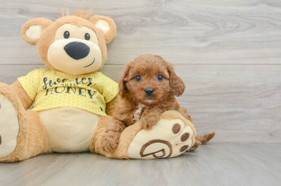 7 week old Cavapoo Puppy For Sale - Florida Fur Babies