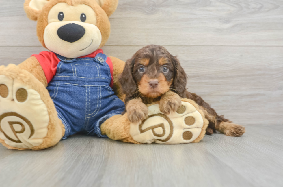 5 week old Cavapoo Puppy For Sale - Florida Fur Babies