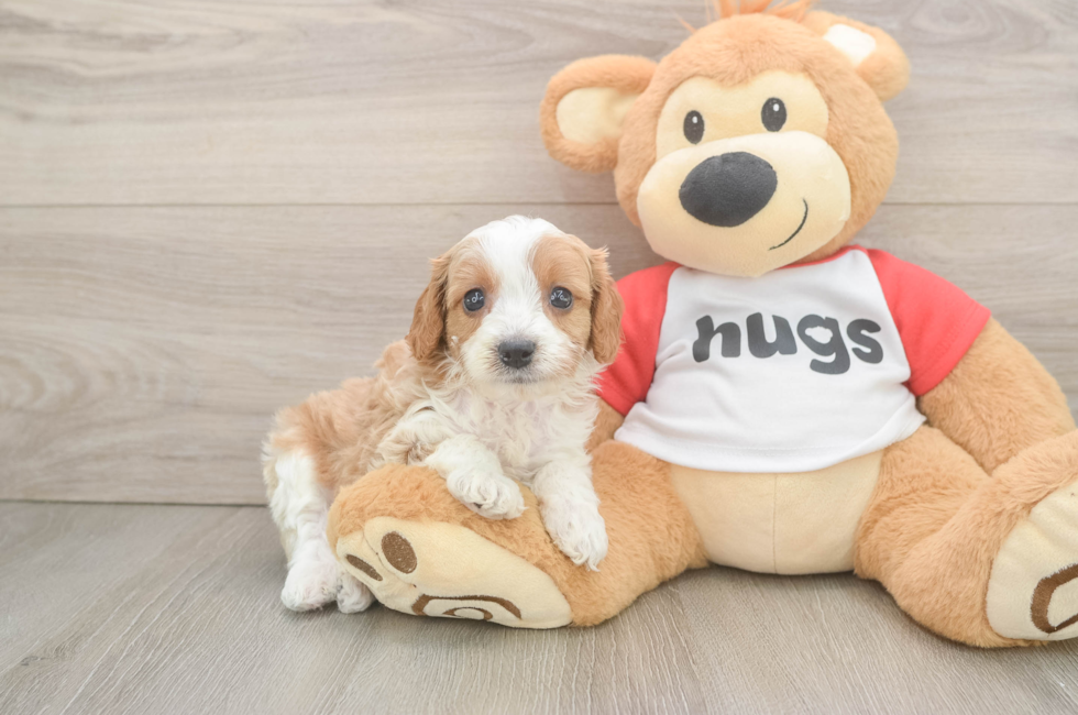 6 week old Cavapoo Puppy For Sale - Florida Fur Babies