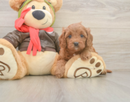7 week old Cavapoo Puppy For Sale - Florida Fur Babies