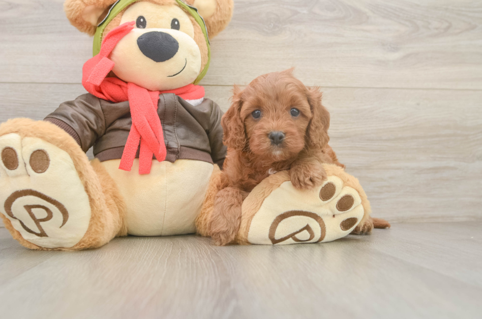 5 week old Cavapoo Puppy For Sale - Florida Fur Babies