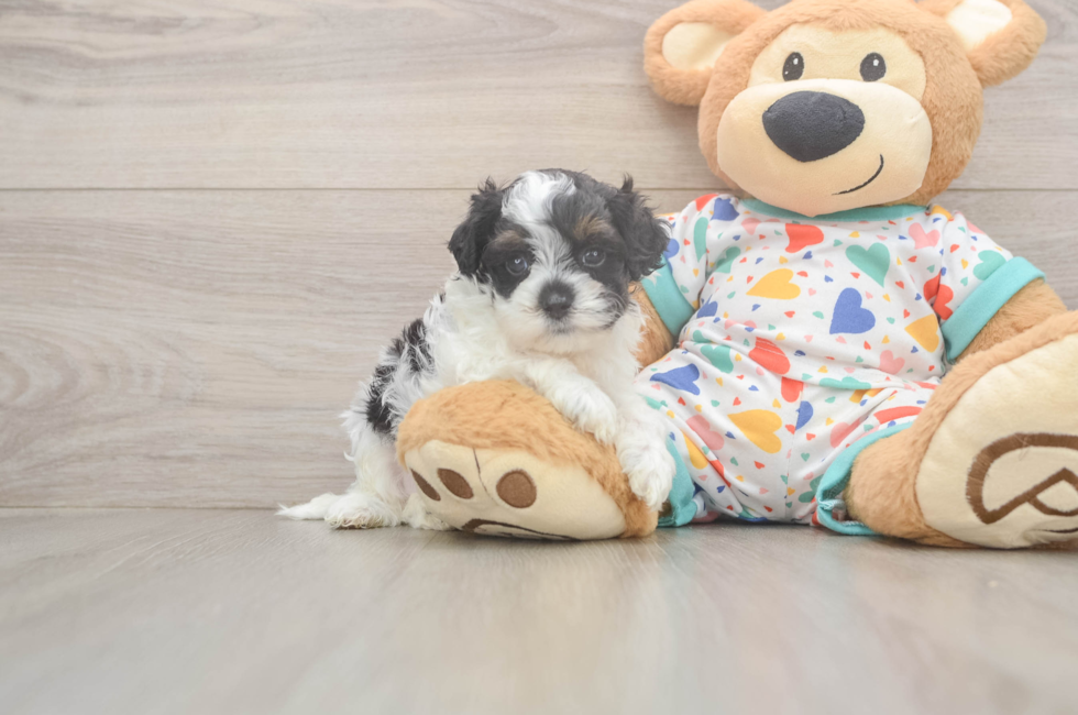 5 week old Cavapoo Puppy For Sale - Florida Fur Babies
