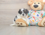 8 week old Cavapoo Puppy For Sale - Florida Fur Babies 8 week old Cavapoo Puppy For Sale - Florida Fur Babies