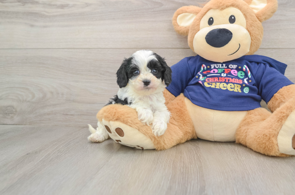 6 week old Cavapoo Puppy For Sale - Florida Fur Babies