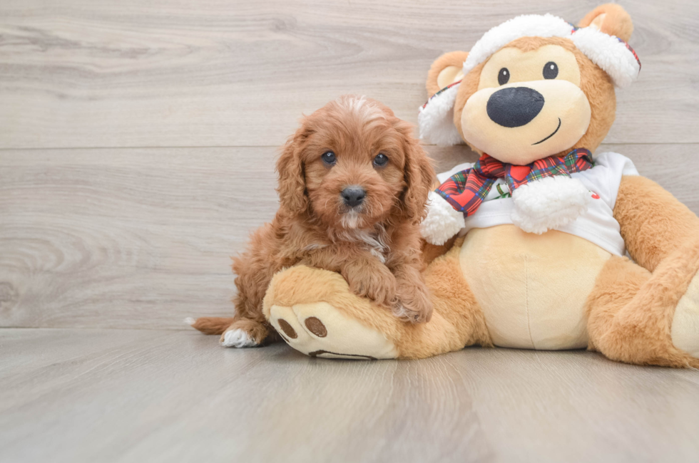 5 week old Cavapoo Puppy For Sale - Florida Fur Babies