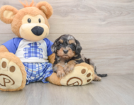 8 week old Cavapoo Puppy For Sale - Florida Fur Babies